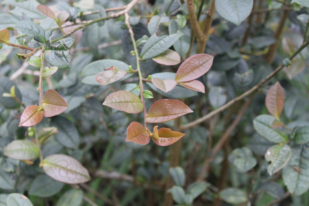 Pentaphylacaceae